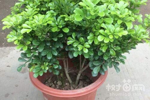 米兰花修剪的方法