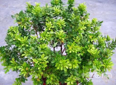 米兰花修剪的方法