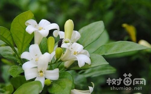 米兰花修剪的方法