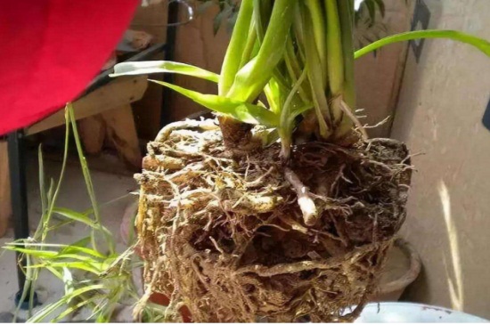 吊兰换盆剪根方法
