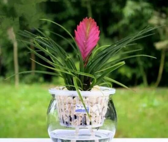 铁兰花的水培养殖方法