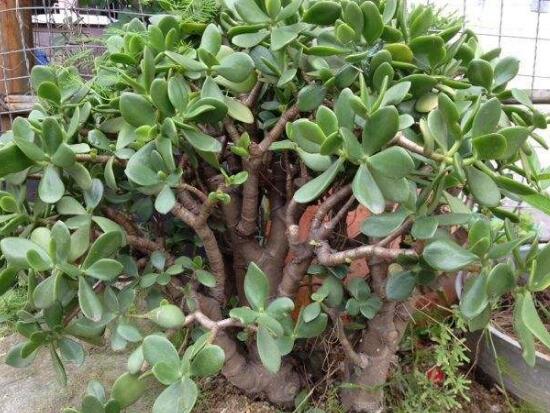 玉树换盆注意事项