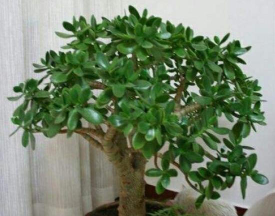 玉树水培生根方法