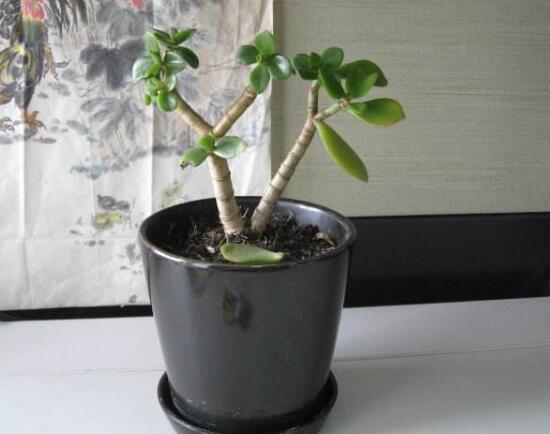 玉树水培生根方法