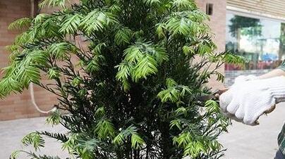 红豆杉盆景造型与修剪方法介绍