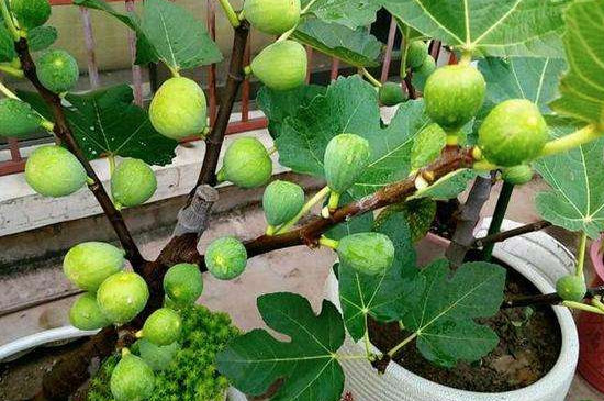 无花果剪枝时间与方法