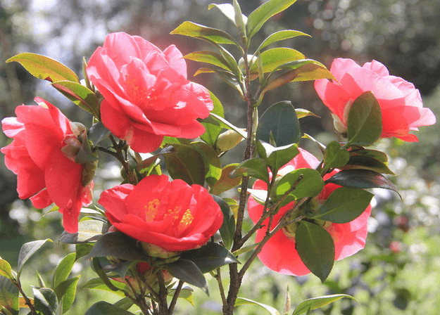 茶花怎么养护？茶花养护技巧