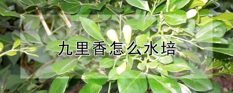 九里香水培方法