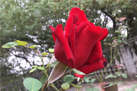 玫瑰花换盆后怎么处理，可以晒太阳吗