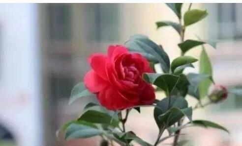 茶花的养殖方法家里如何养好茶花