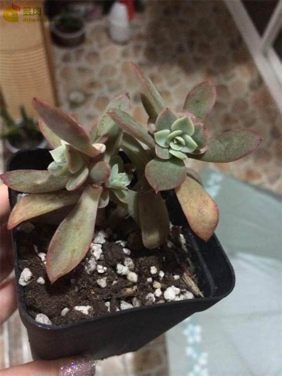 不确定的秋鹤