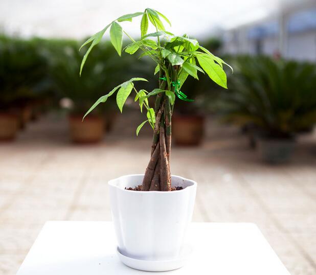 大发财树的养殖方法