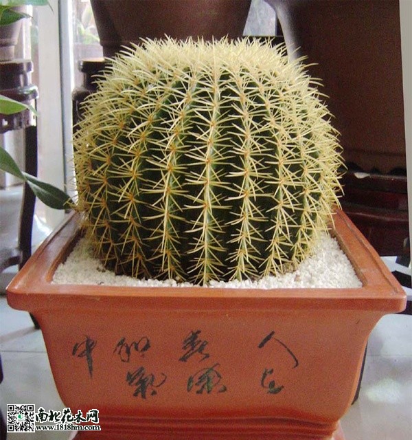 金虎仙人球怎么养|金虎仙人球的作用