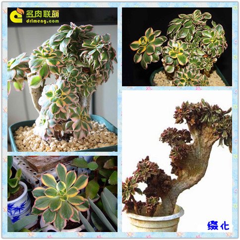 斑斓多姿的花叶寒月夜（灿烂）