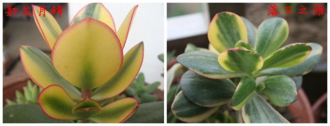 斑斓多姿的花叶寒月夜（灿烂）