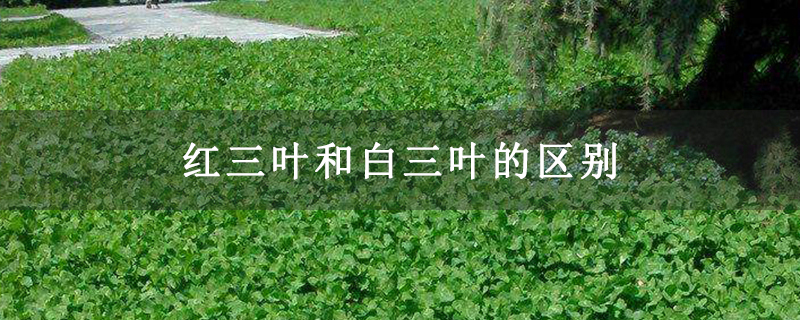 红三叶和白三叶的区别