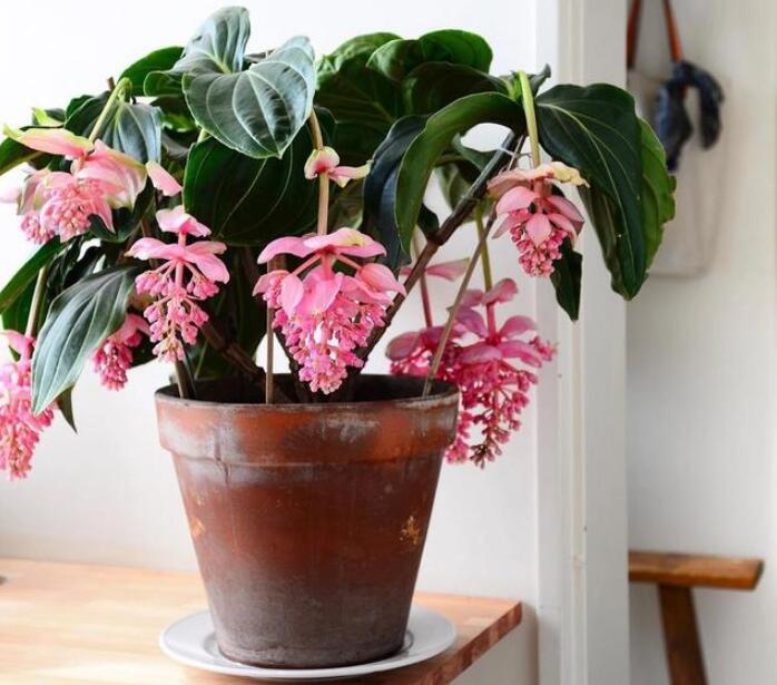 宝莲灯花怎么养殖？宝莲灯花的养殖方法
