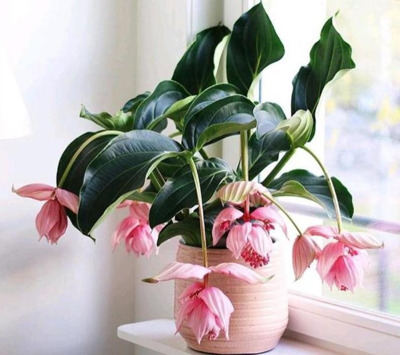 宝莲灯花怎么养殖？宝莲灯花的养殖方法