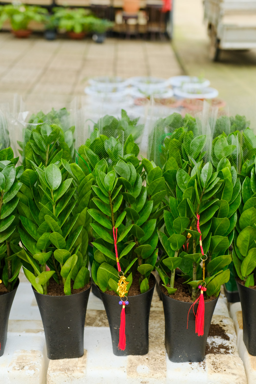 金钱树的种植方法，可以用普通的泥土种植吗