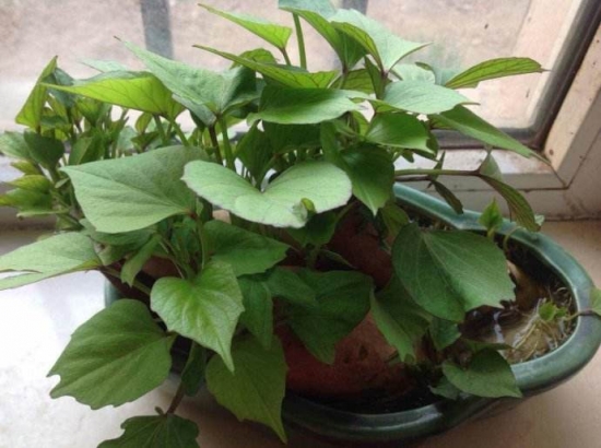 什么水培植物里面可以养鱼