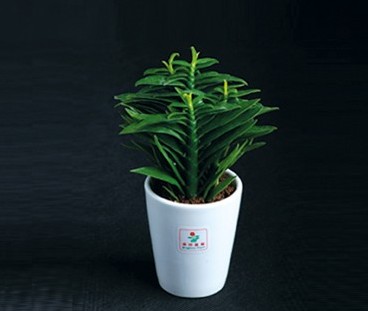 非洲霸王树的介绍与养护要点