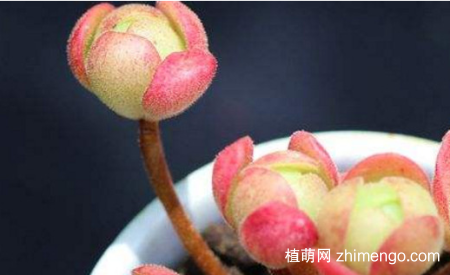 橄榄球玫瑰多肉怎么养，橄榄球玫瑰多肉养殖方法