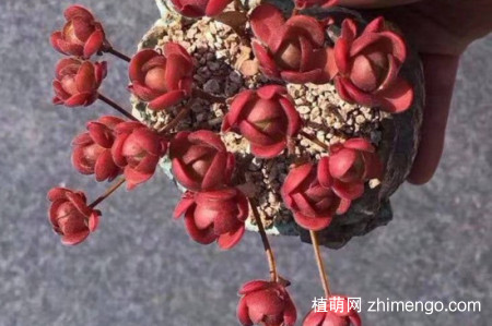 橄榄球玫瑰多肉怎么养，橄榄球玫瑰多肉养殖方法