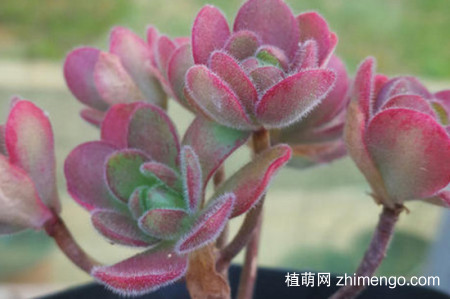 橄榄球玫瑰多肉怎么养，橄榄球玫瑰多肉养殖方法