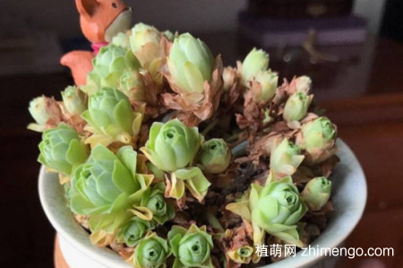 橄榄球玫瑰多肉怎么养，橄榄球玫瑰多肉养殖方法