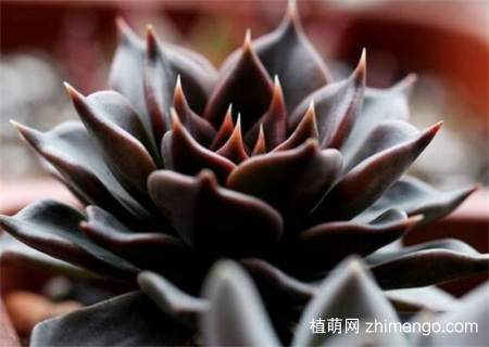 黑王子怎么养爆头，黑王子多肉爆头方法