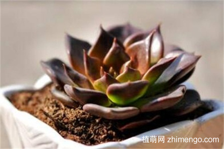 黑王子怎么养爆头，黑王子多肉爆头方法