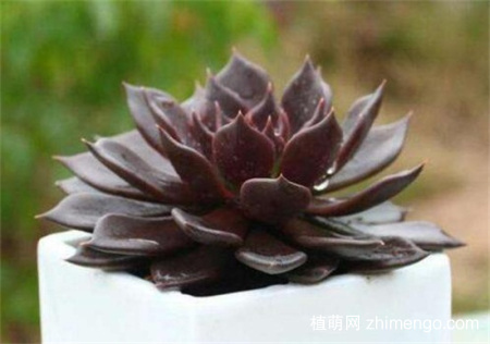 黑王子怎么养爆头，黑王子多肉爆头方法