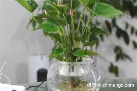 红掌怎么水培，红掌水培养殖方法