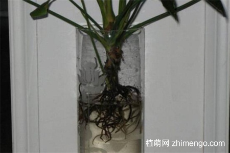 红掌怎么水培，红掌水培养殖方法