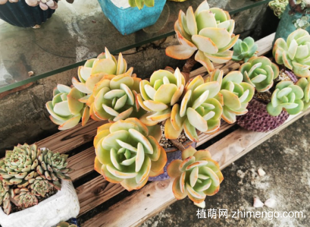 白凤多肉怎么控养出状态，白凤养护方法