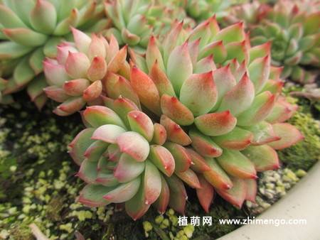 女雏多肉习性、繁殖、养护简介