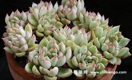 女雏多肉习性、繁殖、养护简介