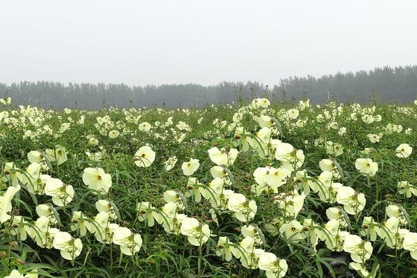 蜀葵种子什么时候种 蜀葵种子的种植方法
