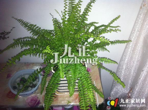 波斯顿蕨有毒吗 波斯顿蕨的作用