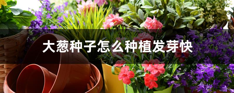 大葱种子怎么种植发芽快
