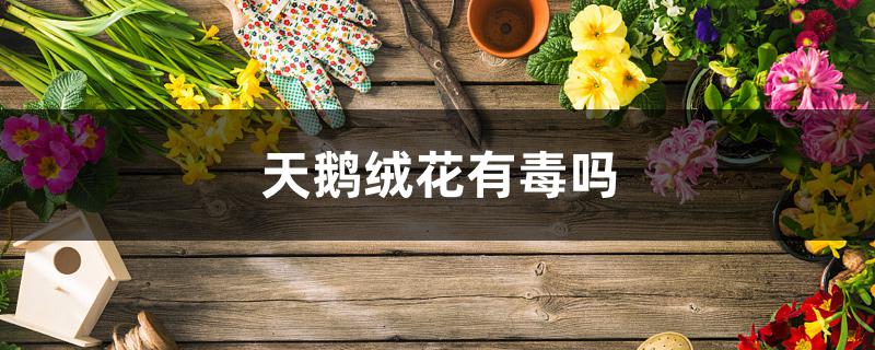 天鹅绒花有毒吗