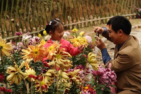 家养菊花无土栽培技术