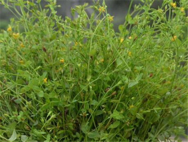 田基黄的功效与作用 田基黄种植技术
