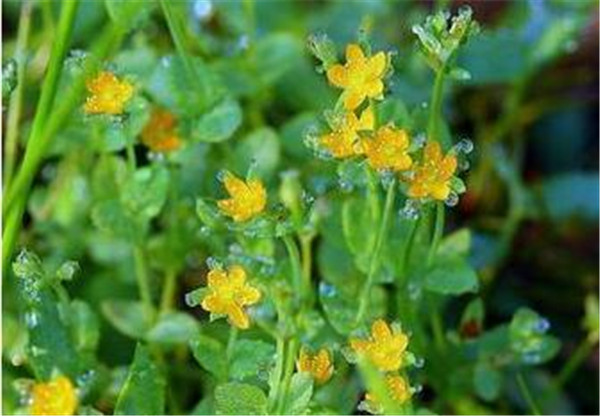 田基黄的功效与作用 田基黄种植技术