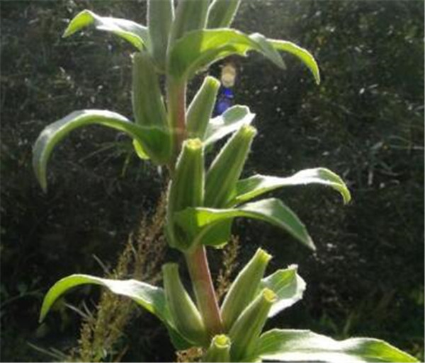 山芝麻多少钱一斤现在 山芝麻种植技术