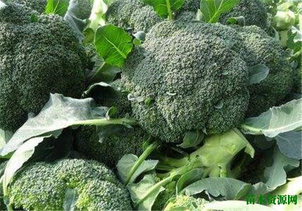 西兰花的繁殖方法有哪些 西蓝花种植技术