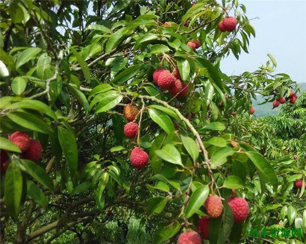 荔枝病虫害有哪些 浅谈荔枝种植技术