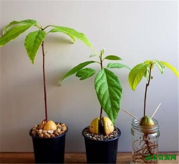 牛油果盆栽结果了？ 牛油果盆景养殖方法