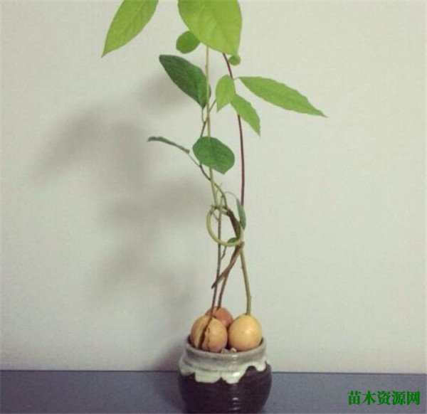 牛油果盆栽结果了？ 牛油果盆景养殖方法