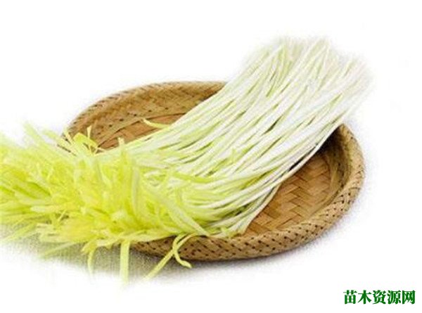 韭黄是什么如何培育的 韭黄种植技术介绍